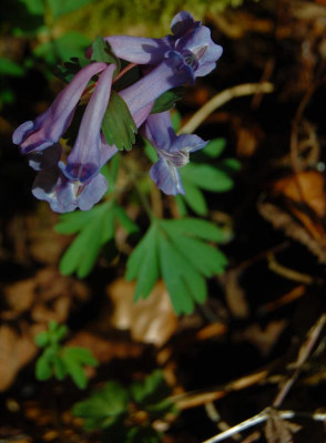 DSC_2300.JPG