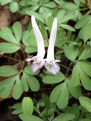2021-04-01 Corydalis.JPG