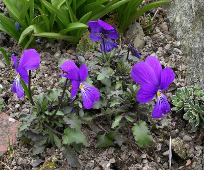 Viola corsica 01.04.21.JPG