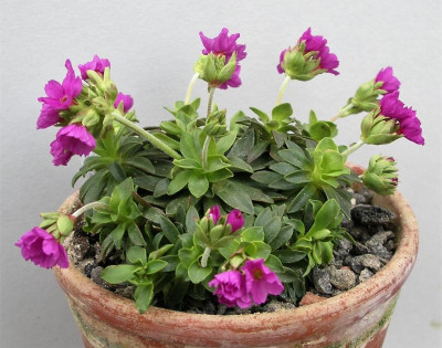 Androsace laevigata 01.04.21.JPG