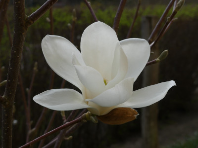 2021-04-01 Magnolia 'Double Diamond' 1.jpg