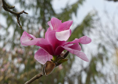 2021-04-01 Magnolia 'Westonbirt' 1.jpg