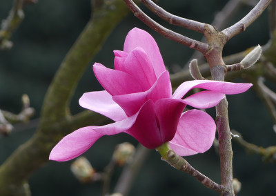 2021-04-01 Magnolia 'Westonbirt' 2.jpg