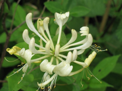 IMG_1853a.jpg_Lonicera_unbekannt.jpg