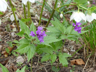 2021-04-01 Cardamine glanduligera 1.jpg