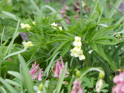 2021-04-01 Cardamine kitaibelii 1.jpg