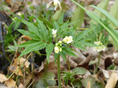 2021-04-01 Cardamine kitaibelii 2.jpg