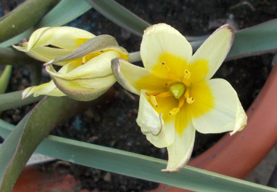 DSCN2741_Tulipa_binutans.jpg