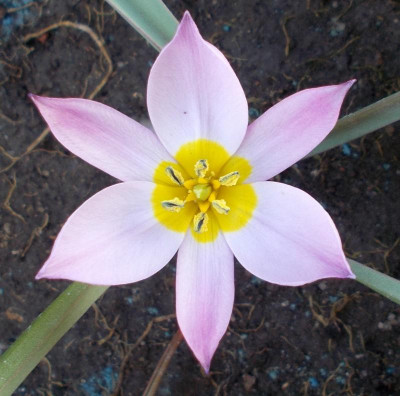 DSCN2742_Tulipa_humilis.jpg