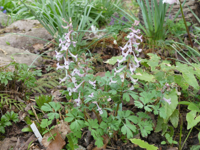 2021-04-01 Corydalis integra 1.jpg