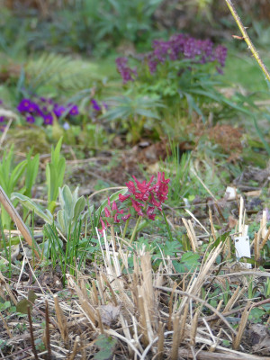 2021-04-01 Corydalis solida 1.jpg