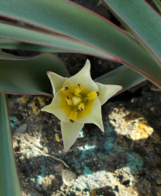 DSCN2743_Tulipa_sogdiana.jpg