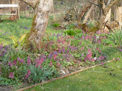 2021-04-01 Corydalis solida 3.jpg