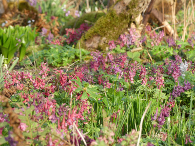 2021-04-01 Corydalis solida 4.jpg
