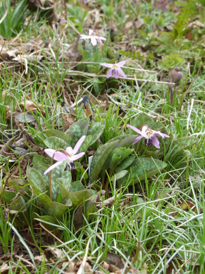 2021-04-01 Erythronium 1.jpg