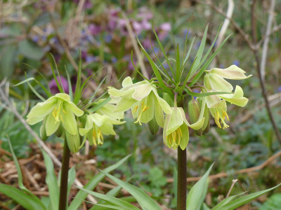 2021-04-01 Fritillaria raddeana 1.jpg