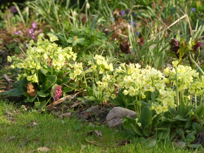 2021-04-01 Primula elatior 1.jpg
