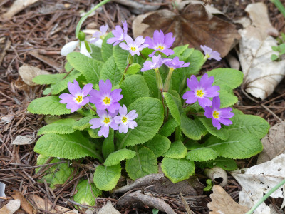 2021-04-01 Primula vulgaris ssp. sibthorpii 1.jpg
