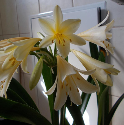 DSCN2664_Clivia_gelb.jpg