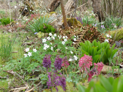 2021-04-01 Isopyrum thalictroides 1.jpg
