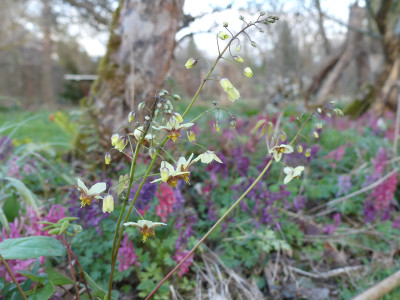 2021-04-01 Epimedium 'Pidiwidi' 2.jpg