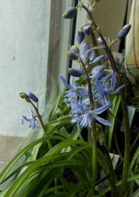 DSCN2666_Scilla_greilhuberi.jpg