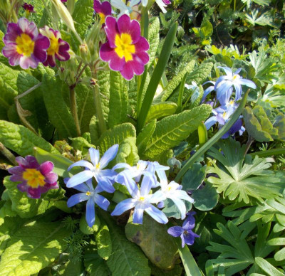 DSCN2754_Scilla_lucillae_Altbestand.jpg