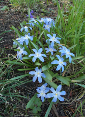 DSCN2752_Scilla_lucillae_Nachwuchs1.jpg