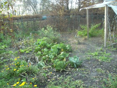 Garten_heute.jpg