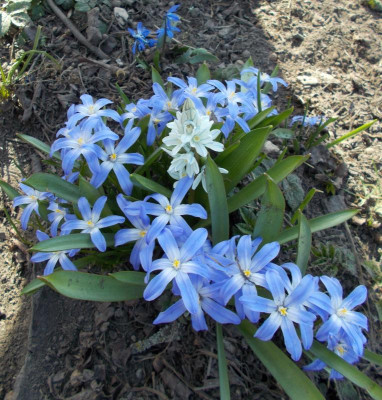 DSCN2759_Puschkinia_in_Chionodoxa.jpg