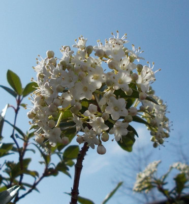 DSCN2744_Viburnum_tinus.jpg