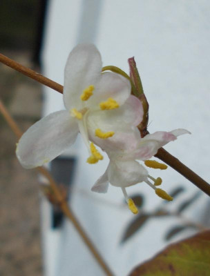 DSCN2724_Lonicera_fragrantissima.jpg