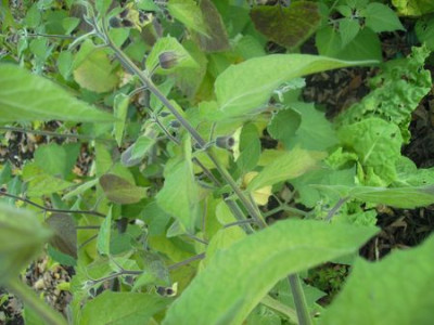 Novemberphysalis.jpg