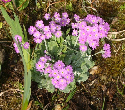 Primula frondosa21.jpg
