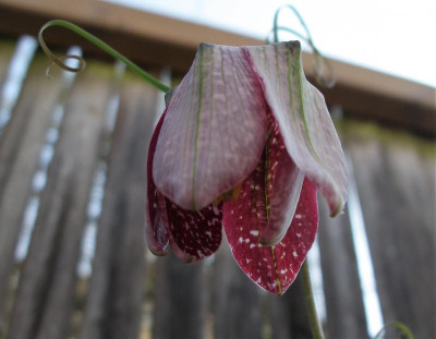 Fritillaria walujewii 01.04.21.JPG
