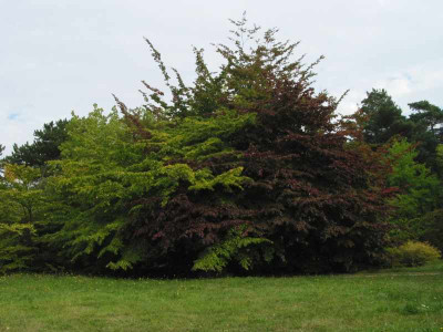 parrotia_persica_bogaberlin1.jpg