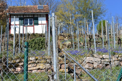 Hohe Warte 2.4.21 015.JPG