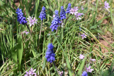 Hohe Warte 2.4.21 008.JPG