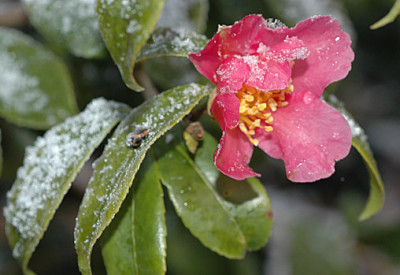 Camellia_Winters_Star-2007-11-16.jpg