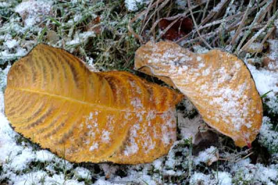 Salix_Magnifica-2007-11-16.jpg