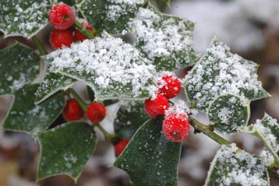 Ilex_Lydia_Morris-2007-11-16.jpg