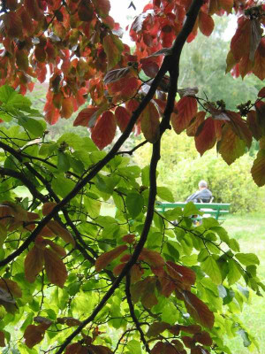 parrotia_persica_bogaberlin2.jpg