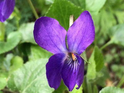 2021-04-02 Viola od. Donau.jpg