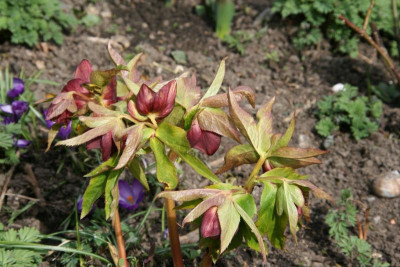 Helleborus   0321.JPG