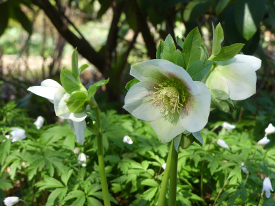 2021-04-02 Helleborus 1.jpg