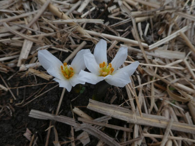 Colchicum szovitsii var alba 210401 k.jpg