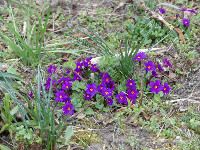 2021-04-02 Primula juliae.jpg