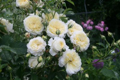 Rose The Pilgrim1819 (2).JPG