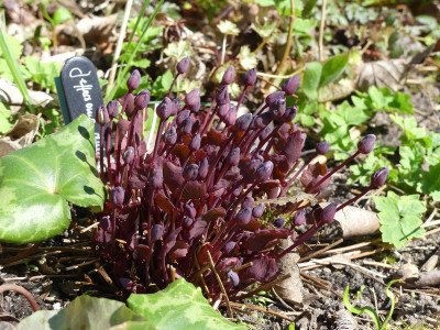 2021-04-02 Jeffersonia dubia 1.jpg