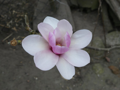 2021-04-02 Magnolia 'Westonbirt' 1.jpg